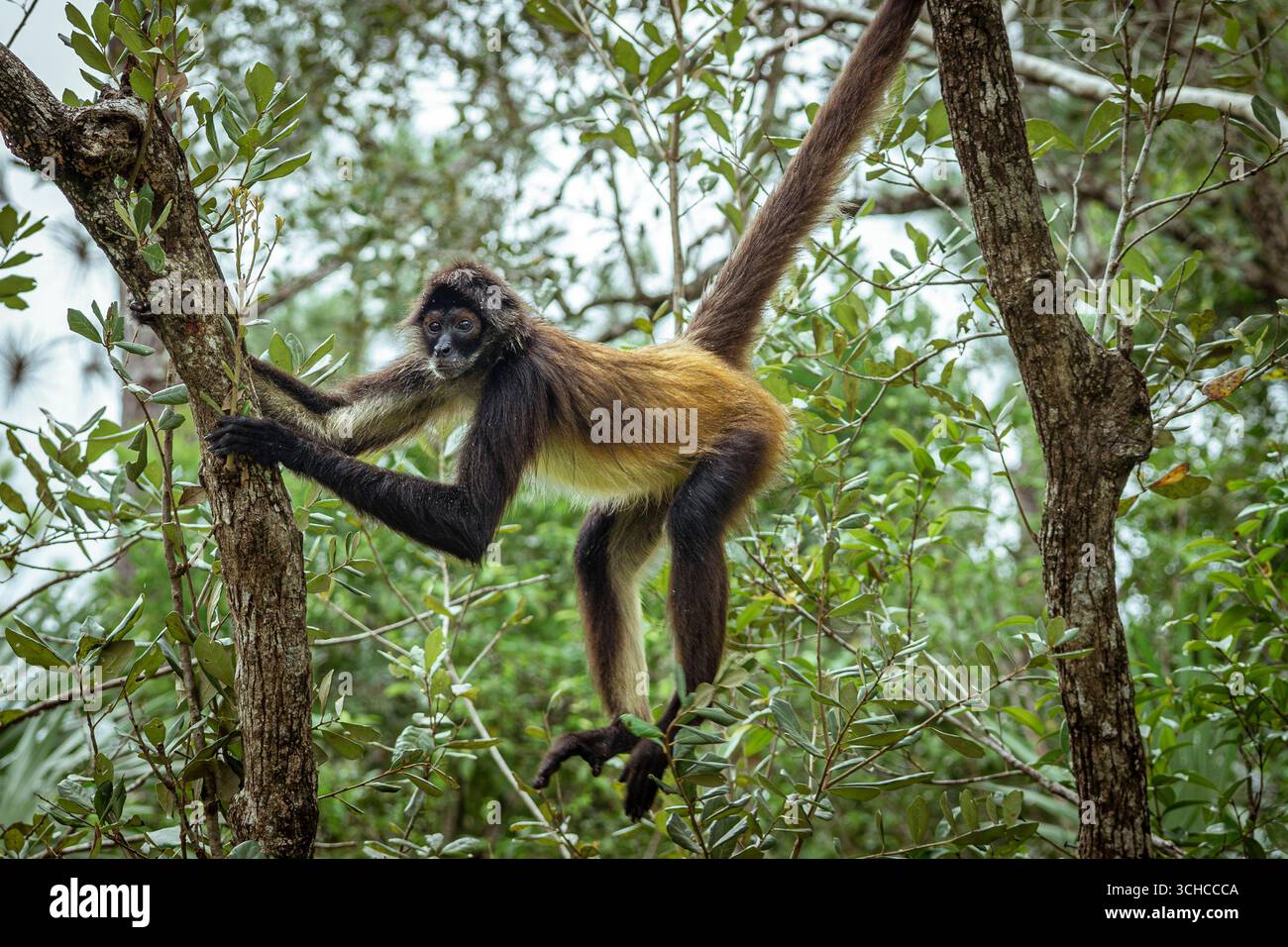 Yucatán Spider Monkey, The Belize Zoo, Belize A Yucatán ragno scimmia Ateles geoffroyi oscilla tra gli alberi al Belize Zoo, Belize, 7 luglio 2025. Questi primati altamente sociali e intelligenti vivono in grandi gruppi, trascorrendo le loro giornate in cerca di cibo e le loro notti riposando insieme. I loro arti lunghi e le robuste code prehensile le consentono loro di muoversi facilmente attraverso la tettoia della foresta. Una volta pesantemente colpita da malattie, deforestazione e il commercio illegale di animali domestici, questa specie rimane in pericolo in natura. Lo zoo del Belize sostiene la loro protezione attraverso programmi di educazione e arricchimento. La Democracia bel Foto Stock