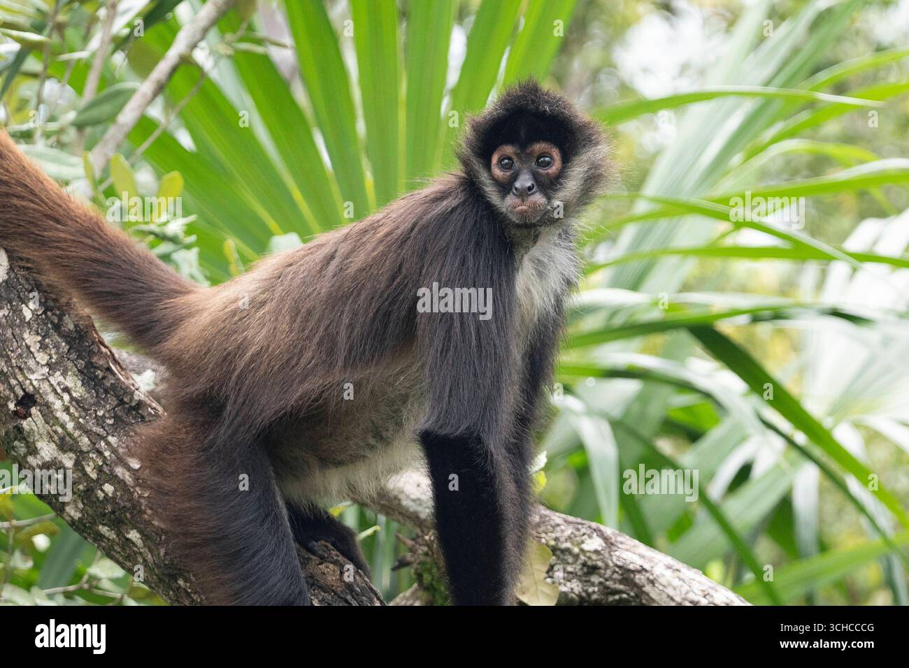 Yucatán Spider Monkey, The Belize Zoo, Belize A Yucatán ragno scimmia Ateles geoffroyi oscilla tra gli alberi al Belize Zoo, Belize, 7 luglio 2025. Questi primati altamente sociali e intelligenti vivono in grandi gruppi, trascorrendo le loro giornate in cerca di cibo e le loro notti riposando insieme. I loro arti lunghi e le robuste code prehensile le consentono loro di muoversi facilmente attraverso la tettoia della foresta. Una volta pesantemente colpita da malattie, deforestazione e il commercio illegale di animali domestici, questa specie rimane in pericolo in natura. Lo zoo del Belize sostiene la loro protezione attraverso programmi di educazione e arricchimento. La Democracia bel Foto Stock