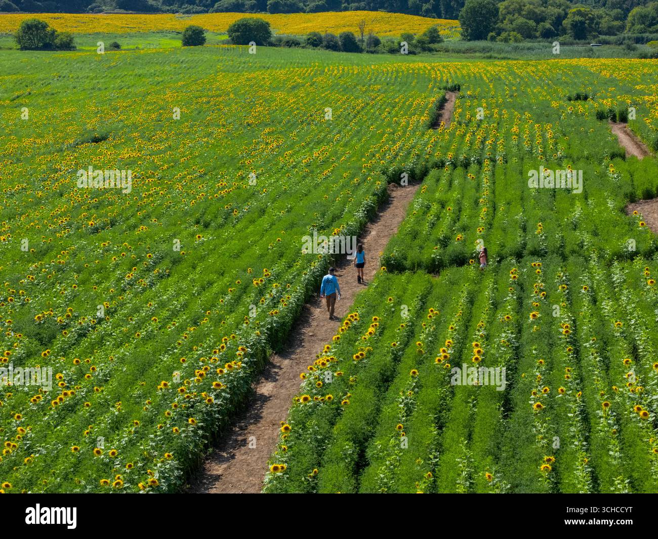 Camminando attraverso il labirinto di girasoli di Hickory Hill Farms, Sammonsville, Montgomery County, New York State, USA. Foto Stock