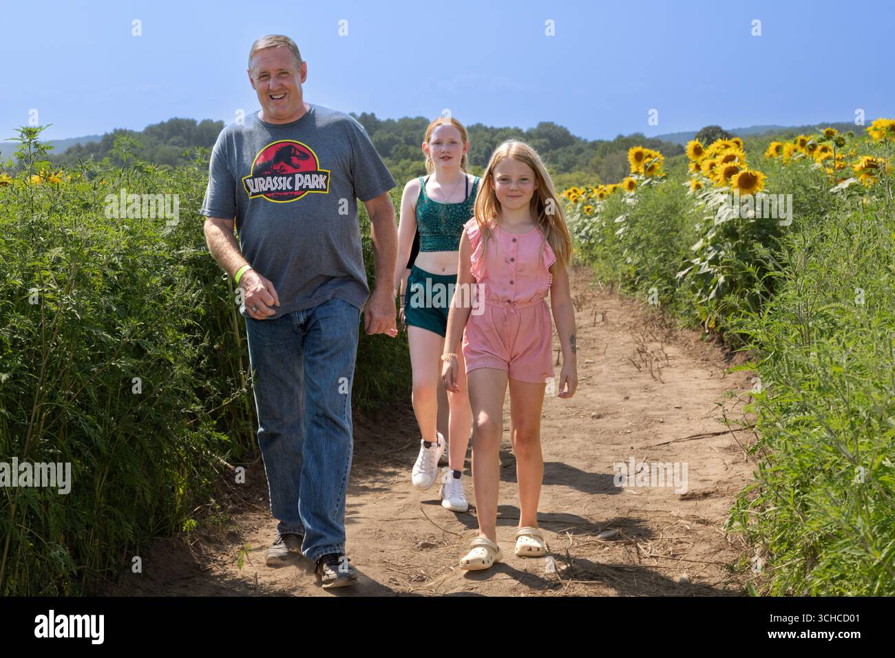 Camminando attraverso il labirinto di girasoli di Hickory Hill Farms, Sammonsville, Montgomery County, New York State, USA. Foto Stock