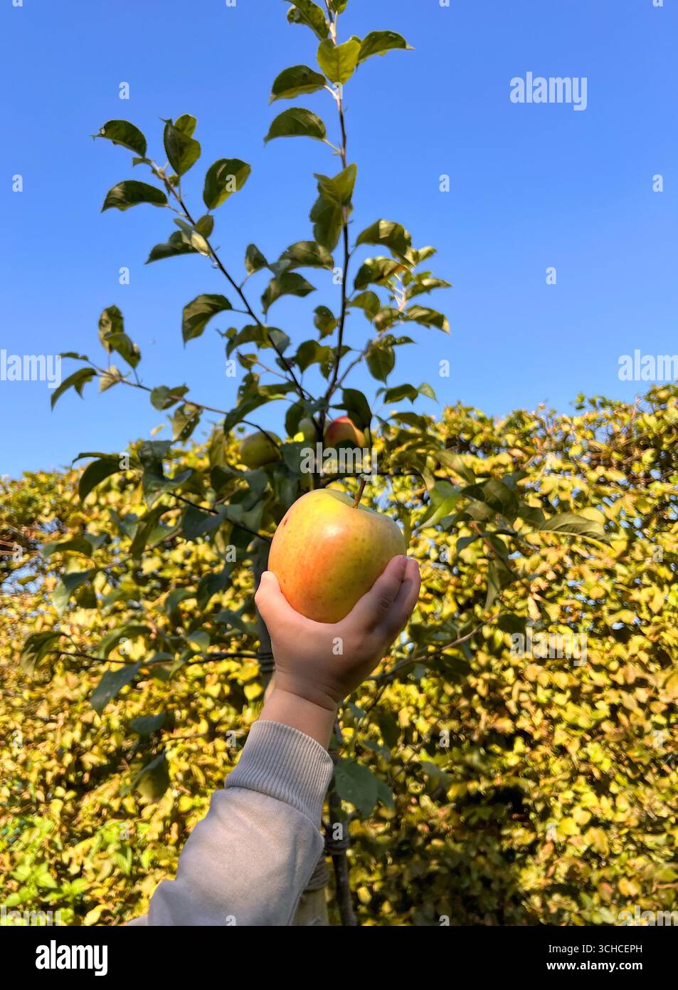 Primo piano del bambino che tiene in mano una mela, un albero sullo sfondo nel giardino Foto Stock