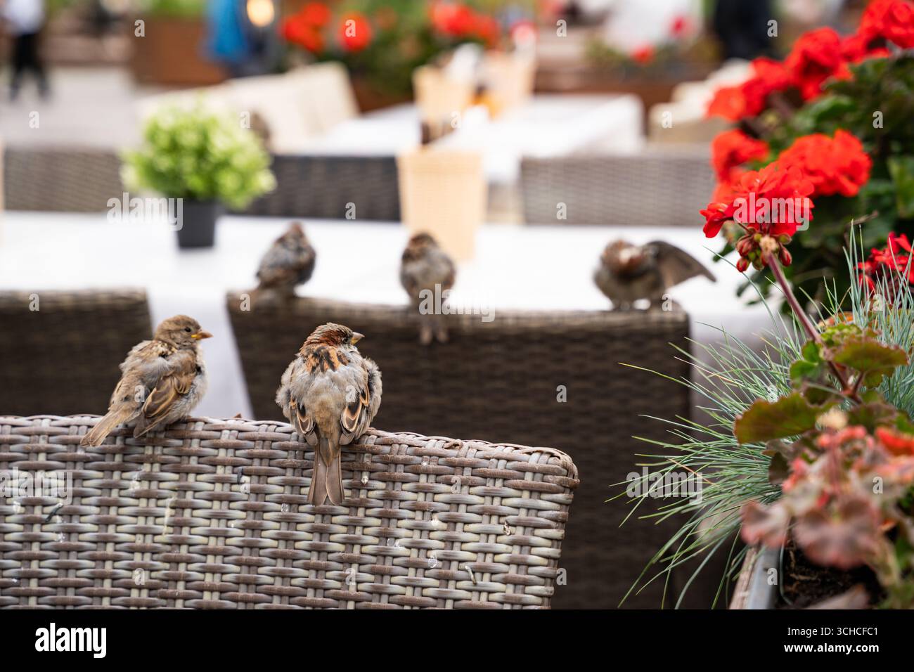 Piccoli uccelli appollaiati su mobili in vimini in un ambiente da caffe' all'aperto con fiori di geranio rosso Foto Stock