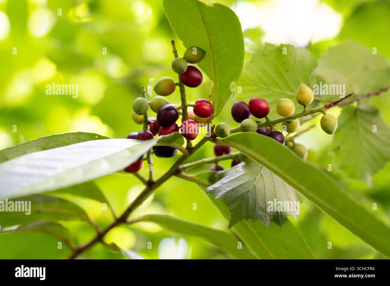 Colorate bacche selvatiche maturano su un ramo con foglie verdi in un ambiente forestale naturale Foto Stock