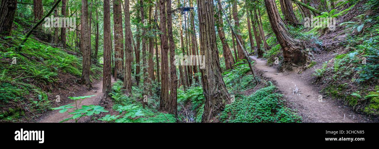 Inversione di marcia sul Lost Trail nella Old-Growth Redwood Forest del Muir Woods National Monument nella California settentrionale. Foto Stock