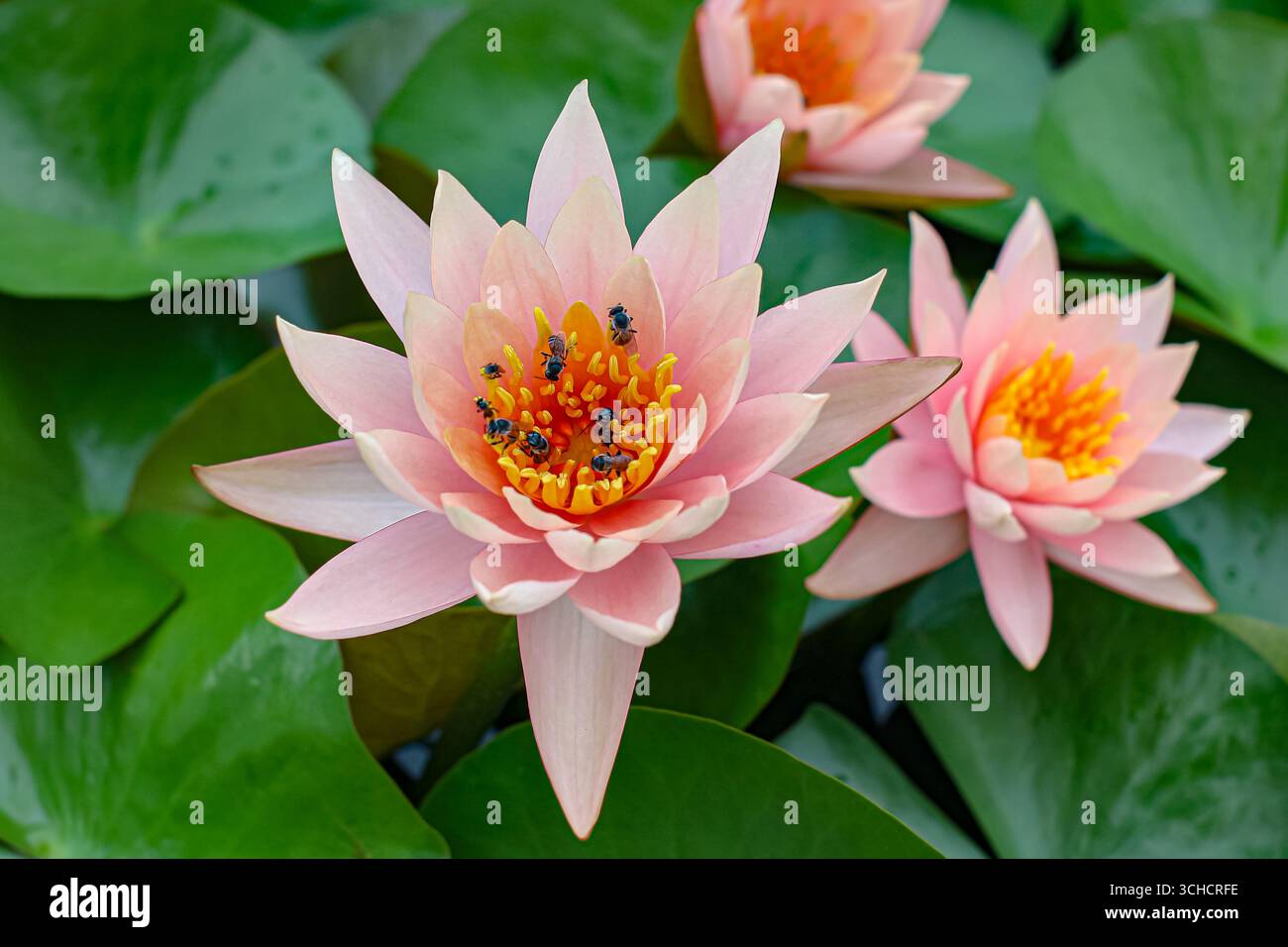 Fiori di loto arancio-rosa con api che raccolgono polline, simboleggiando la biodiversità tropicale e l'armonia naturale. Foto Stock