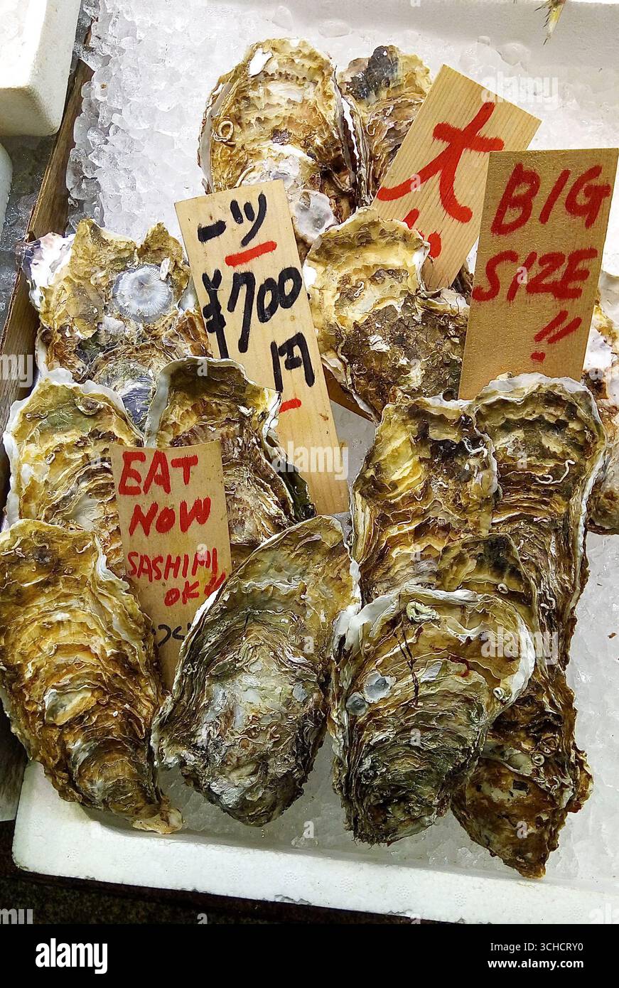 Primo piano di ostriche fresche e crude su un letto di ghiaccio in un mercato, con cartelli scritti a mano in giapponese e inglese. Foto Stock