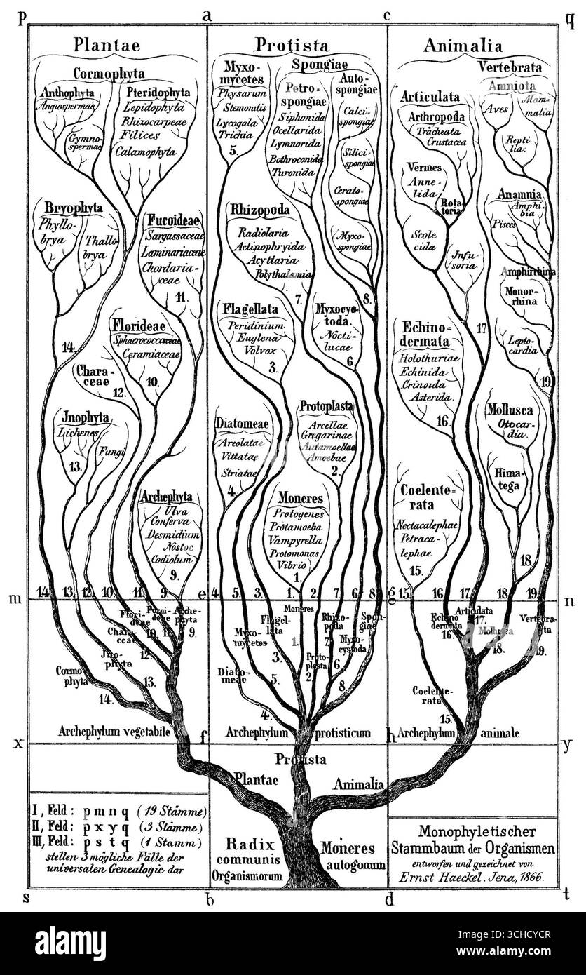 Diagramma storico dell'albero della vita di Ernst Haeckel da Generelle Morphologie der Organismen, 1866. Foto Stock