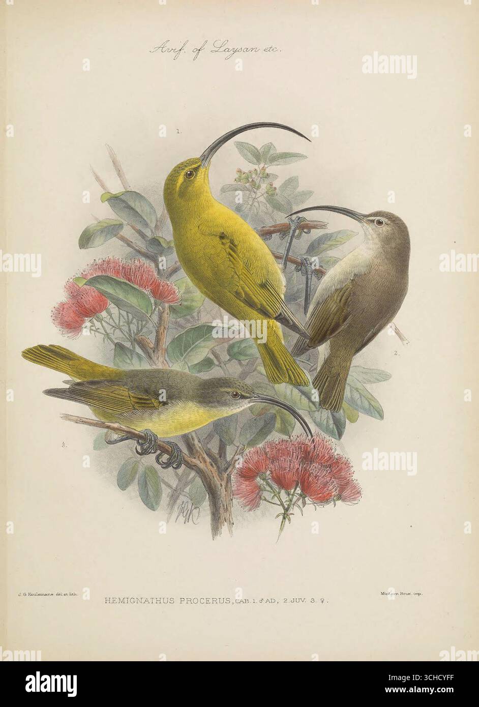 Illustrazione vintage di Hemignathus procerus, il grande Koa Finch, che mostra uomini, donne e giovani arroccati su rami fioriti. Dall'Avifauna di Laysan e le isole vicine (1893) di Lionel Walter Rothschild. Foto Stock