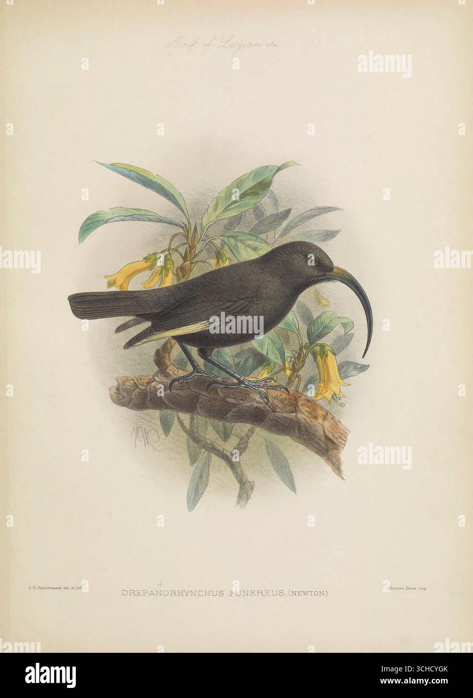 Illustrazione vintage di Drepanorhynchus funereus, il mamo hawaiano, un crepuscolo hawaiano estinto con un lungo becco curvo, appollaiato su un ramo fiorito. Dall'Avifauna di Laysan e le isole vicine (1893) di Lionel Walter Rothschild. Foto Stock