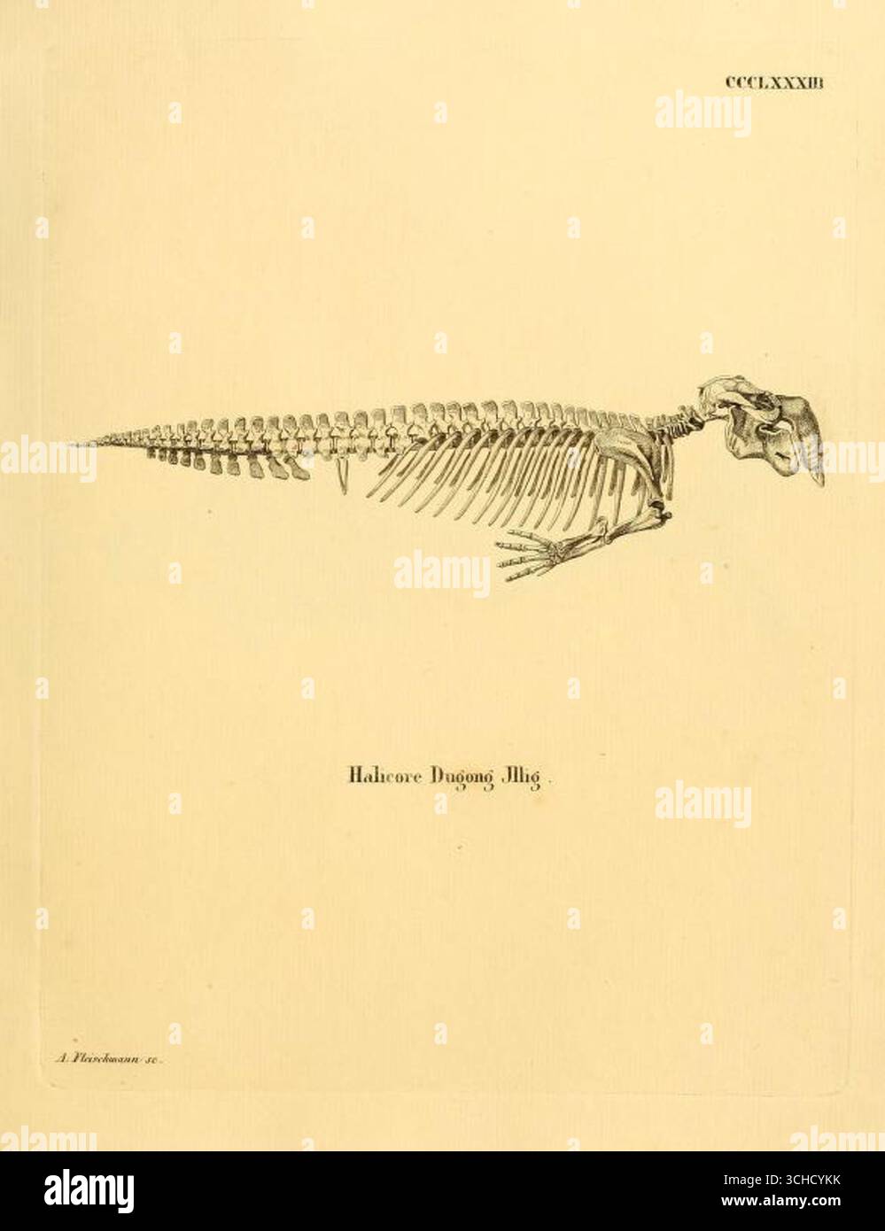 Illustrazione storica di uno scheletro di dugong (Halicore dugong), placca CCCLXXXIII, da Die Säugthiere in Abbildungen nach der Natur (i mammiferi nelle illustrazioni dalla natura), circa 1846. Foto Stock