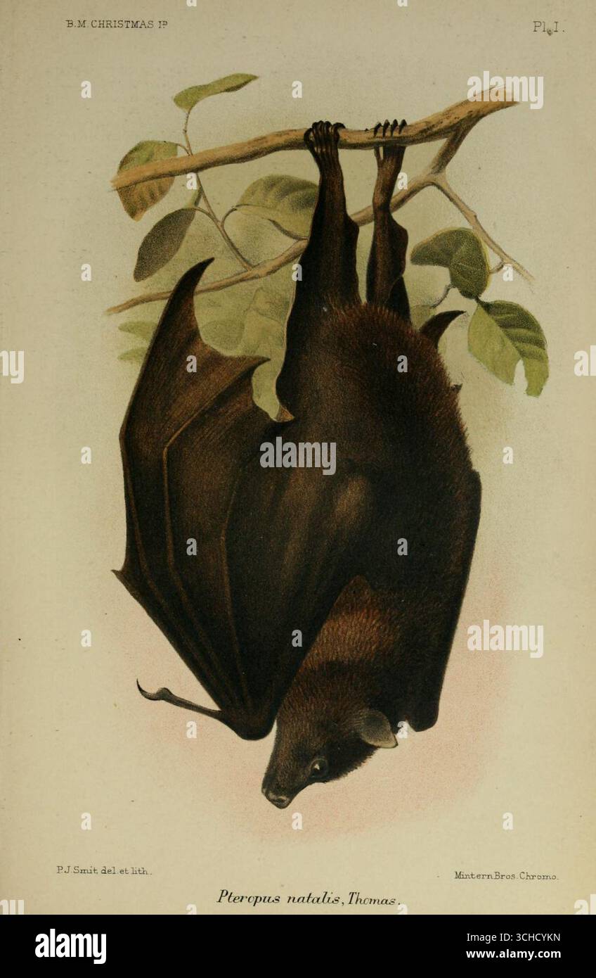 Illustrazione della piastra i della volpe volante dell'isola di Natale (Pteropus natalis), una grande specie di pipistrello da frutta, da Una monografia dell'isola di Natale (Oceano Indiano) di Charles William Andrews. Londra, 1900. Foto Stock