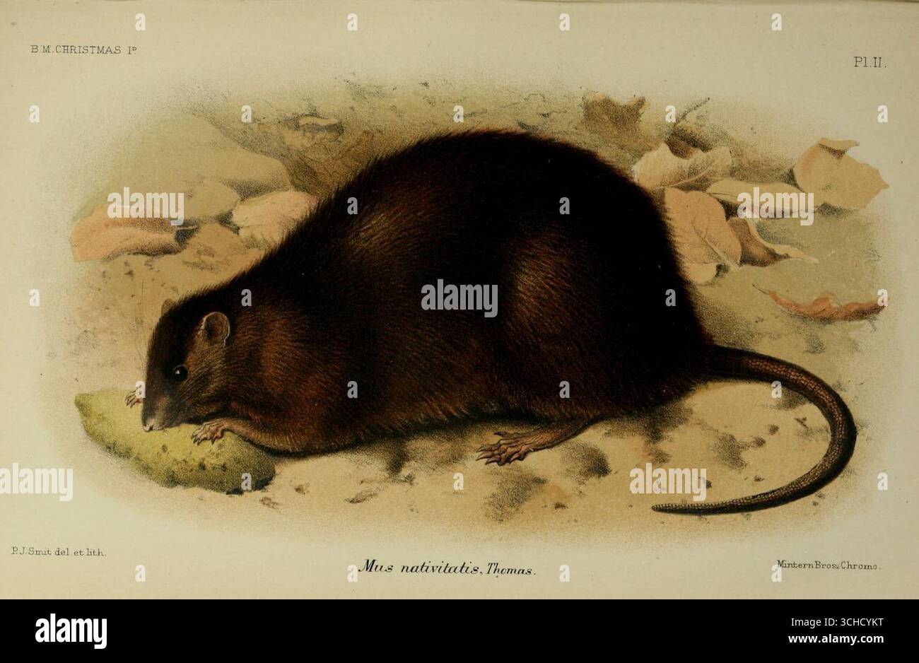 Targa II illustrazione del ratto dell'Isola di Natale (Rattus nativitatis Thomas), da Una monografia dell'Isola di Natale (Oceano Indiano) di Charles William Andrews. Londra, 1900. Foto Stock