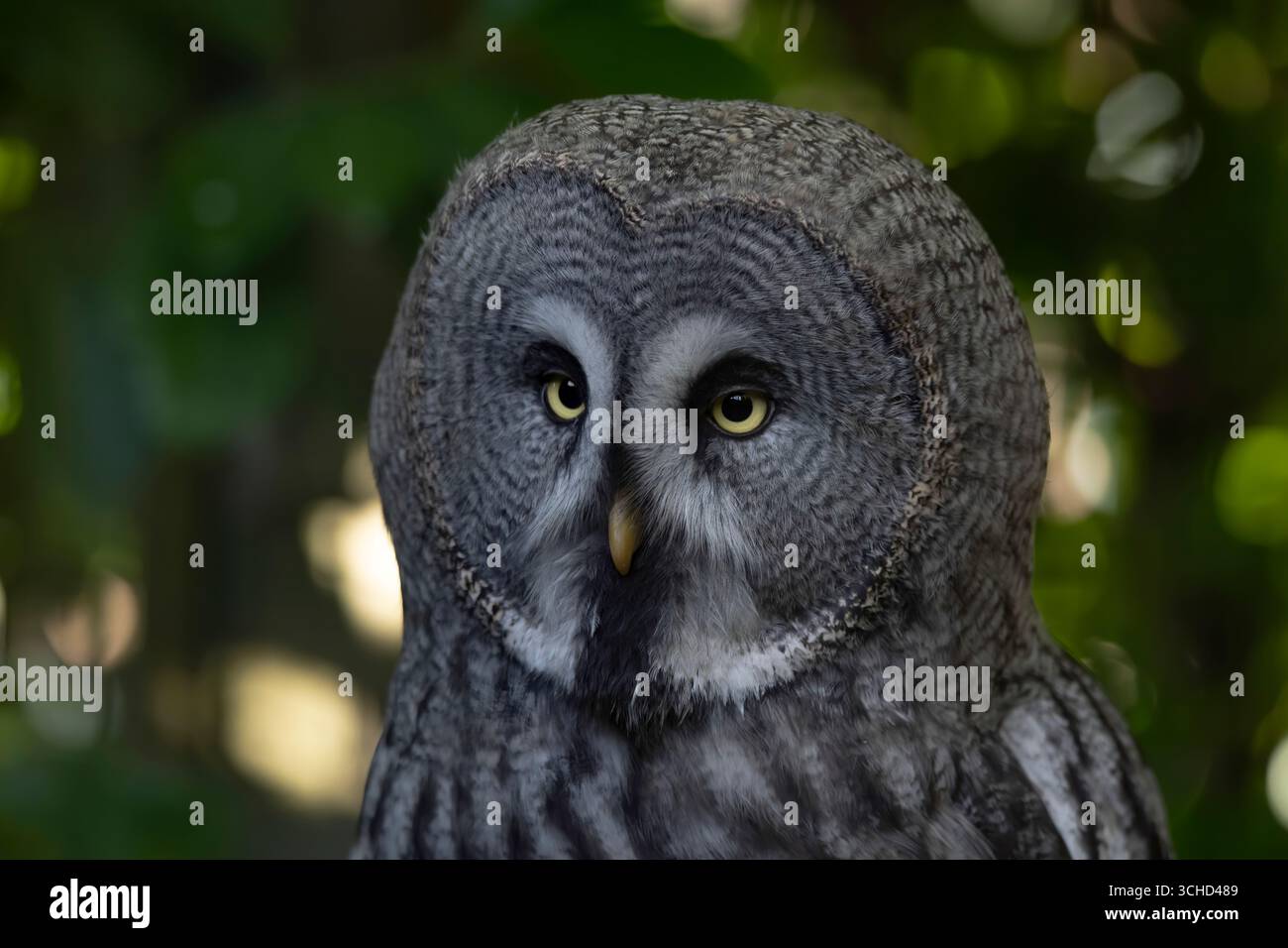 Il grande gufo grigio/grigio (Strix nebulosa), chiamato anche fantasma del Nord, e Cinereous, Spectral, Lapponia, Sprucel, Bearded, e Sooty Owl. Foto Stock