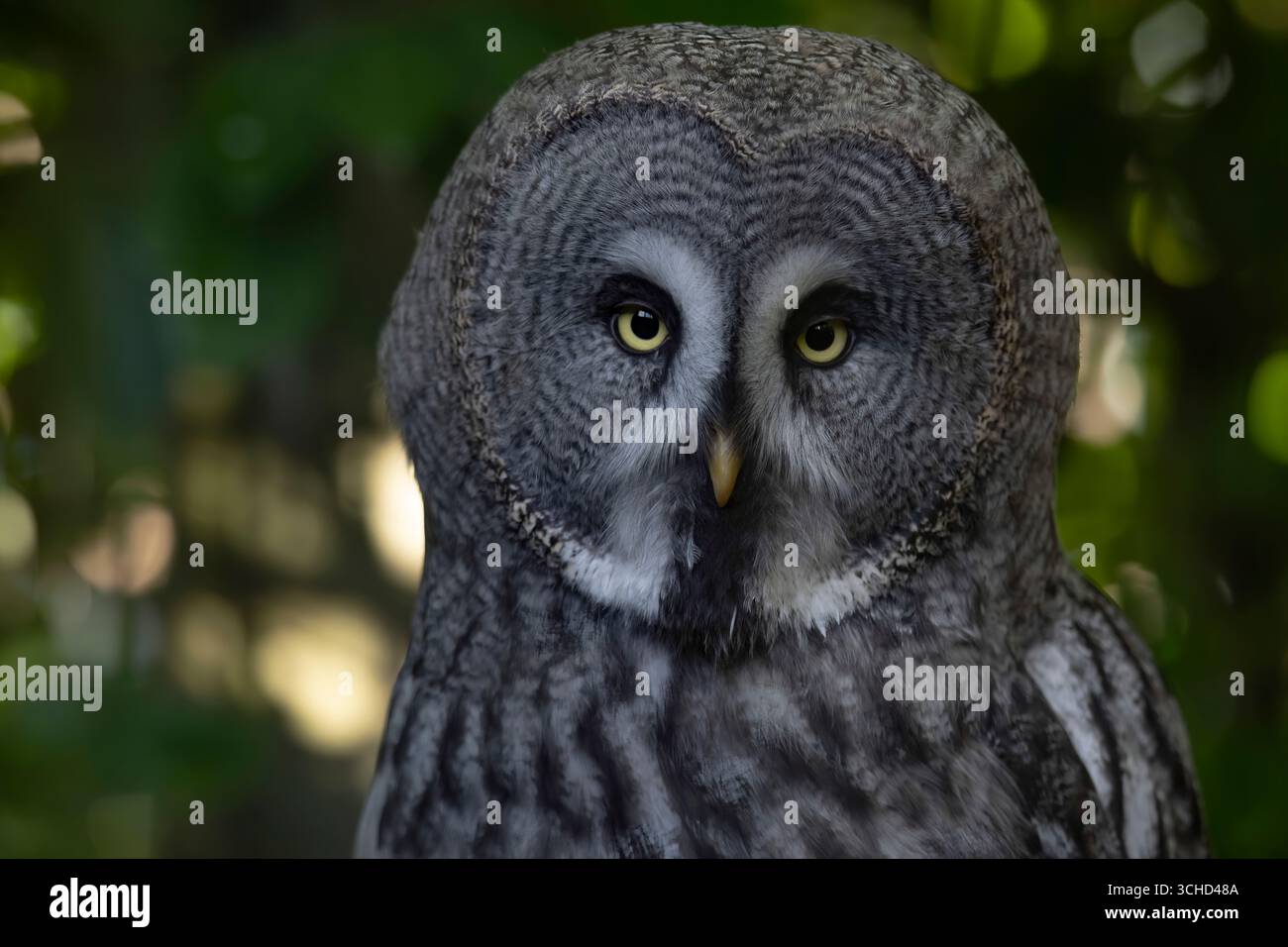 Il grande gufo grigio/grigio (Strix nebulosa), chiamato anche fantasma del Nord, e Cinereous, Spectral, Lapponia, Sprucel, Bearded, e Sooty Owl. Foto Stock