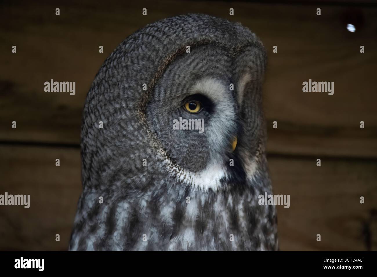 Il grande gufo grigio/grigio (Strix nebulosa), chiamato anche fantasma del Nord, e Cinereous, Spectral, Lapponia, Sprucel, Bearded, e Sooty Owl. Foto Stock