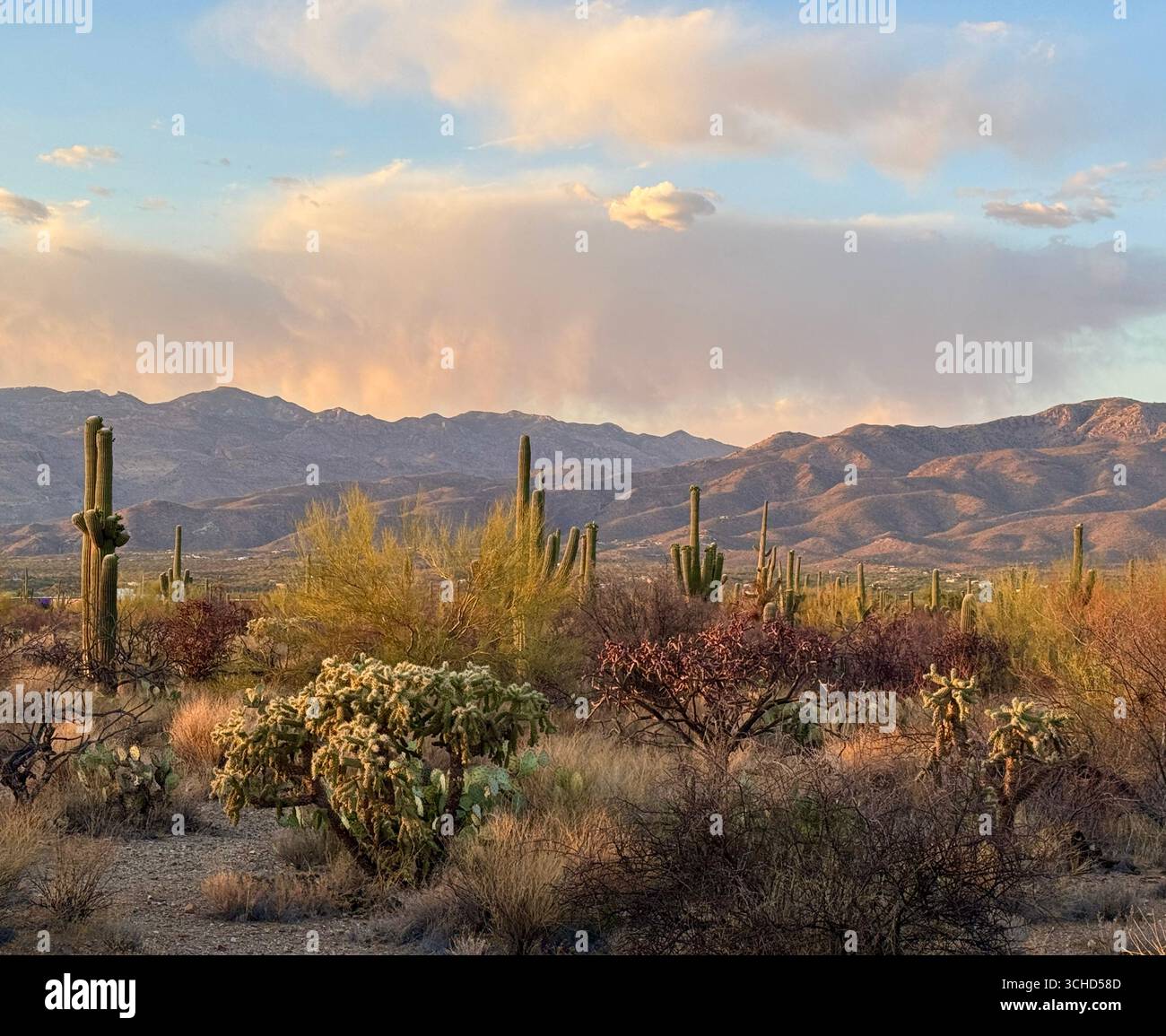 Un tranquillo paesaggio desertico catturato durante l'ora d'oro. Una luce calda e soffusa bagna i cactus del saguaro e le lontane montagne del deserto di Sonora. Foto Stock