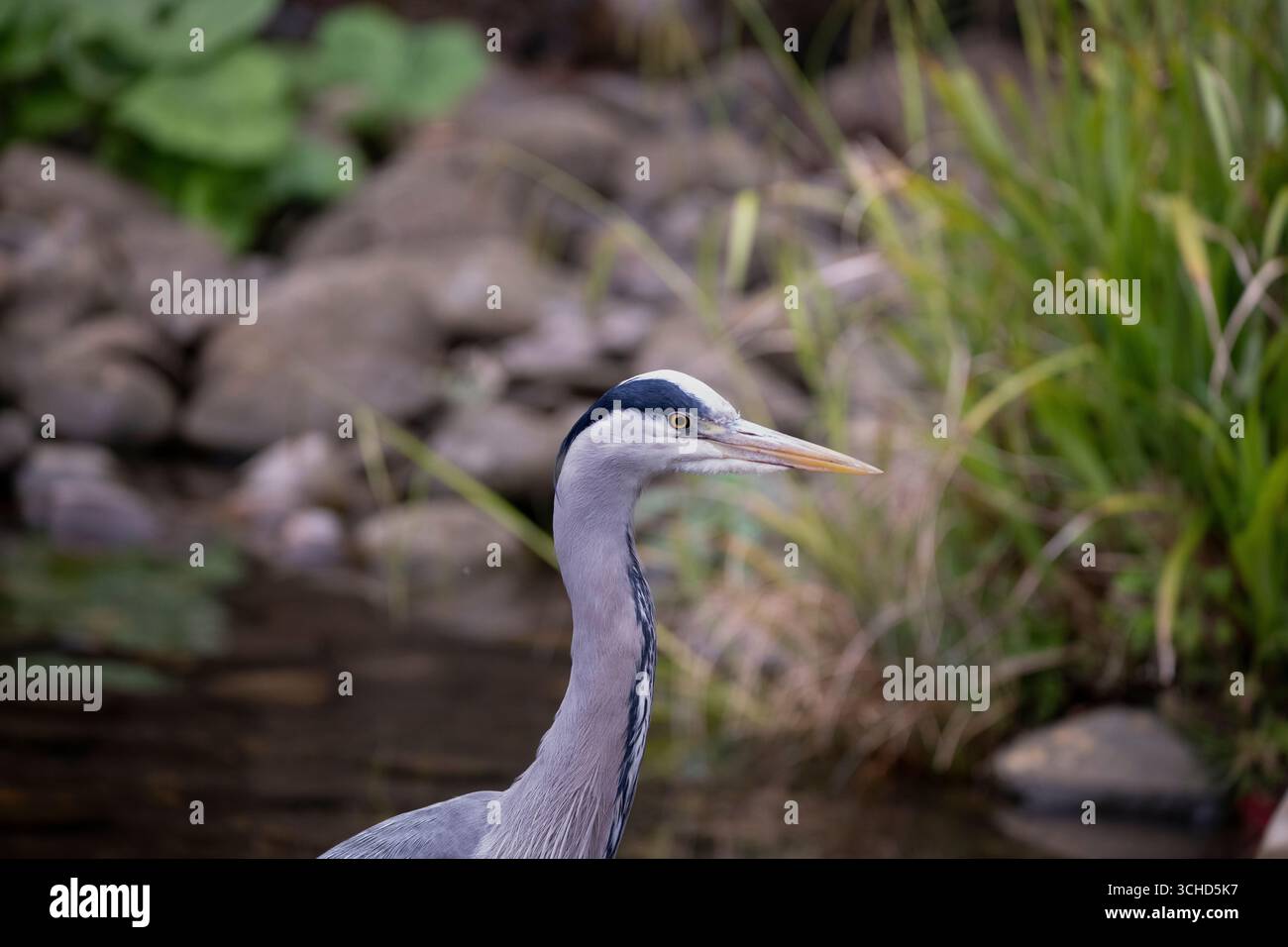 L'airone grigio (Ardea cinerea), un uccello a zampe lunghe della famiglia degli aironi, Ardeidae, nativo di tutta l'Europa temperata e l'Asia. Foto Stock