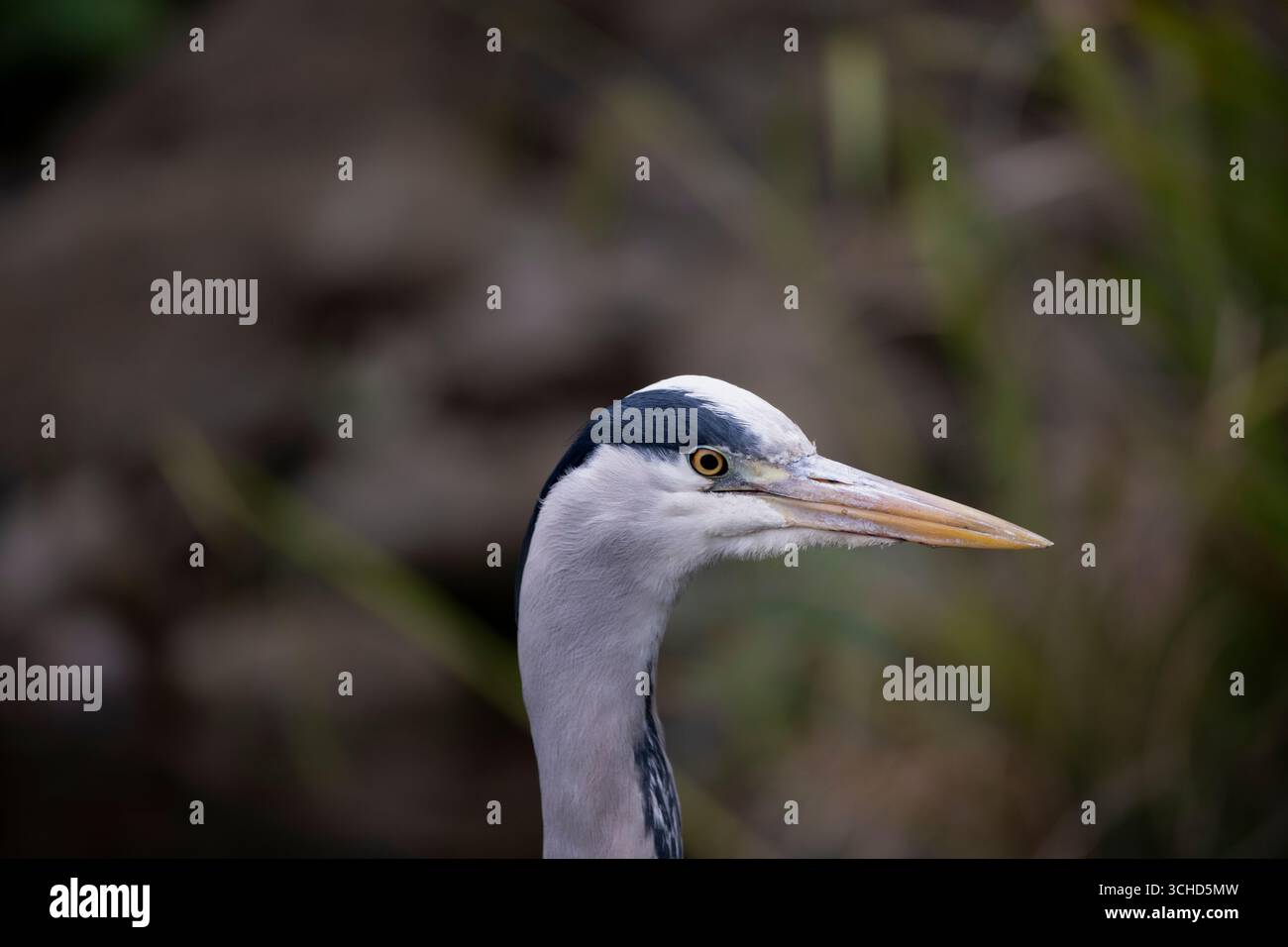 L'airone grigio (Ardea cinerea), un uccello a zampe lunghe della famiglia degli aironi, Ardeidae, nativo di tutta l'Europa temperata e l'Asia. Foto Stock