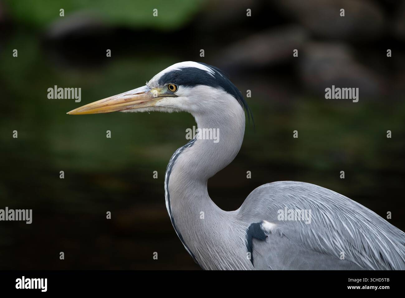 L'airone grigio (Ardea cinerea), un uccello a zampe lunghe della famiglia degli aironi, Ardeidae, nativo di tutta l'Europa temperata e l'Asia. Foto Stock