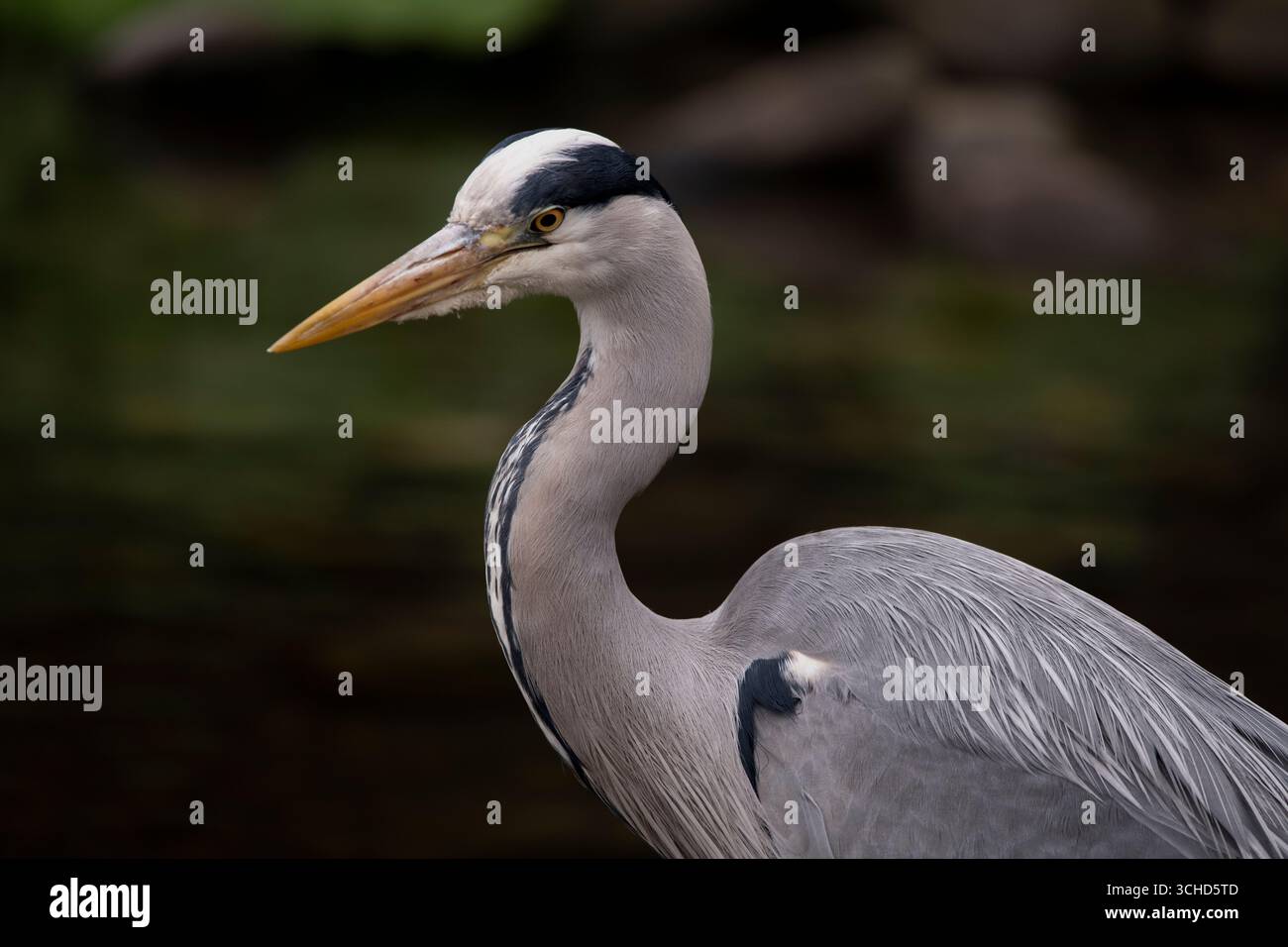 L'airone grigio (Ardea cinerea), un uccello a zampe lunghe della famiglia degli aironi, Ardeidae, nativo di tutta l'Europa temperata e l'Asia. Foto Stock