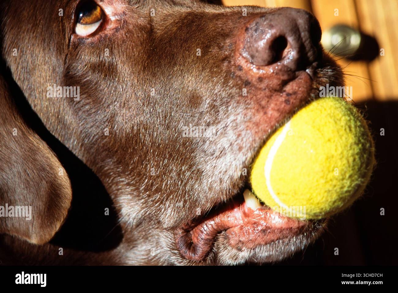 Un laboratorio di cioccolato di dieci anni tiene in bocca una delle sue palline preferite mentre guarda il suo proprietario. Portland, Oregon. STATI UNITI Foto Stock