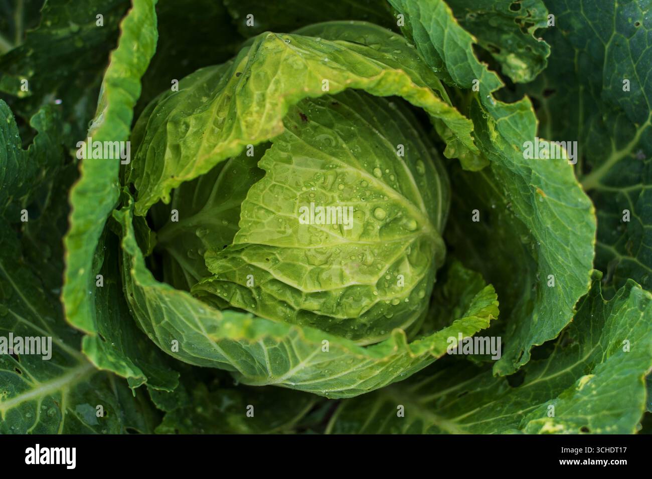 Primo piano di una singola testa di cavolo verde fresco, che mostra il nucleo interno stretto e le foglie esterne con gocce di pioggia visibili. Foto Stock
