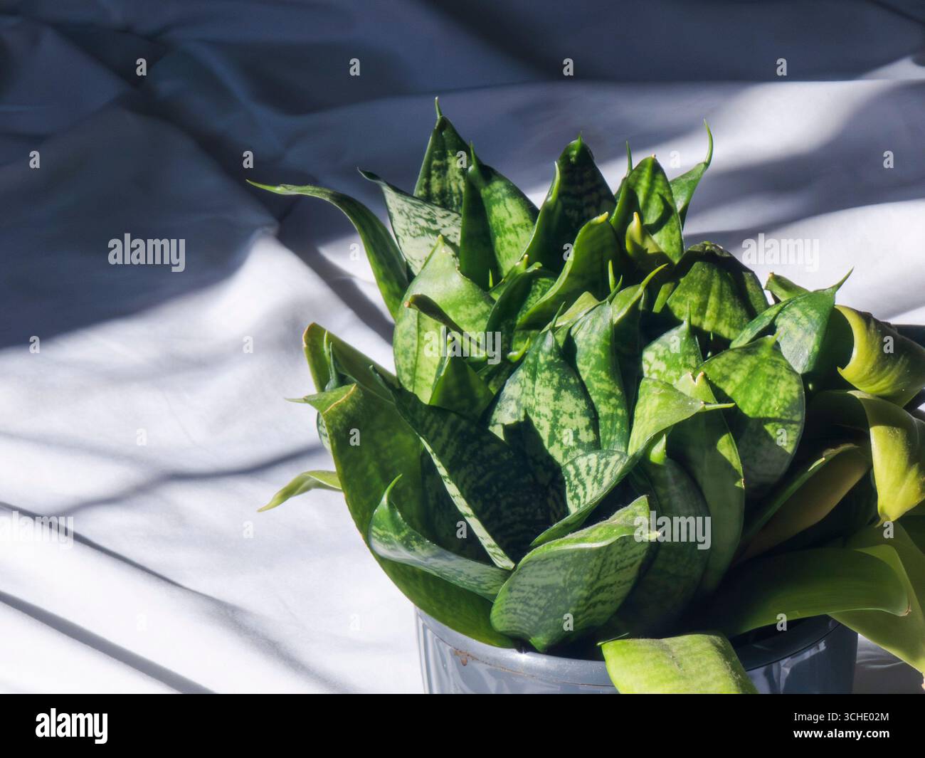 Piante di serpente che proiettano ombre morbide su candide lenzuola, luce del sole che scorre su foglie verdeggianti, mettendo in risalto il verde minimalista degli interni e la tranquillità Foto Stock