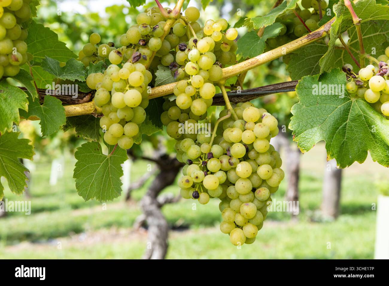 Grapes at Chapel Down Winery, Small Hythe, Tenterden, Kent. Foto Stock