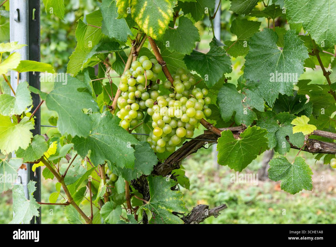 Grapes at Chapel Down Winery, Small Hythe, Tenterden, Kent. Foto Stock