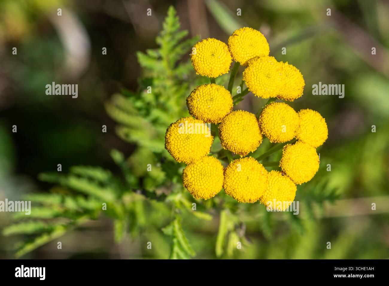 Primo piano di fiori selvatici di tansy (Tanacetum vulgare), ammasso di fiori gialli in estate, Hampshire, Inghilterra, Regno Unito Foto Stock