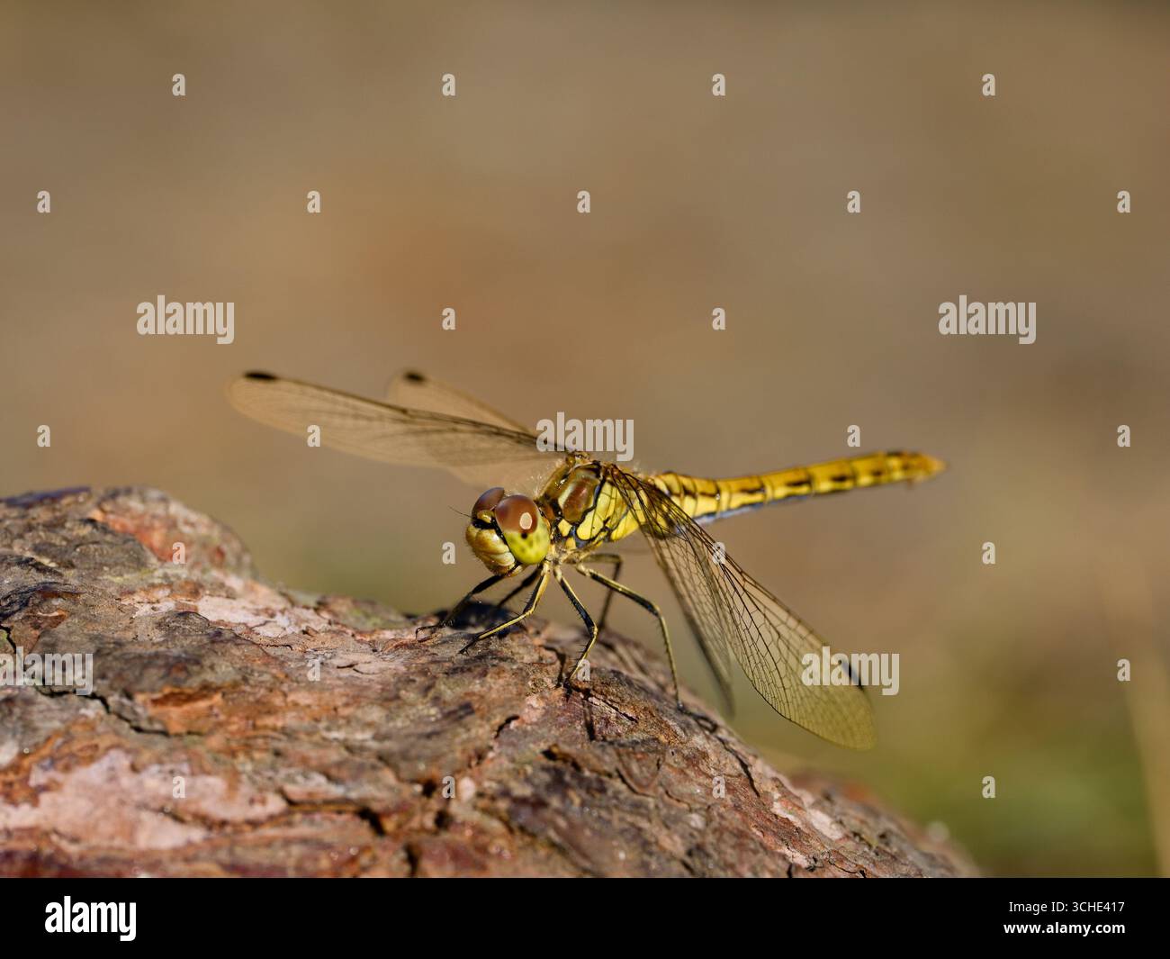 Dragonfly (Sympetrum depressiusculum), femmina. Raro in Europa centrale. Primo piano. Foto Stock