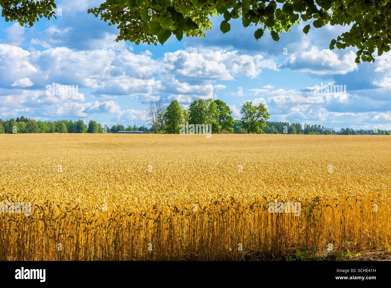 Vista sul campo di segale maturo in campagna. Estonia Foto Stock