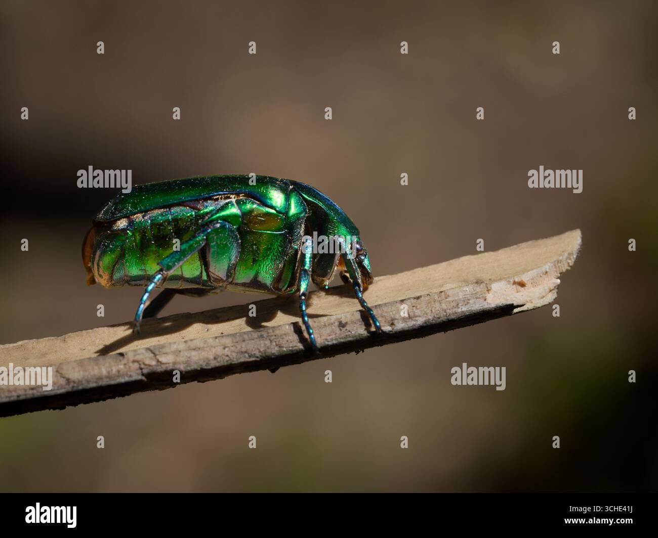Cetonia aurata - il chafer di rosa o il chafer di rosa verde. Il coleottero sale su un bastone. Primo piano. Foto Stock