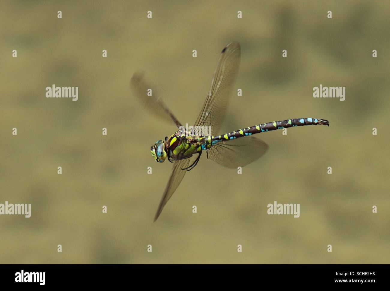 Una libellula in volo sopra lo stagno, il Southern Hawker (Aeshna cyanea) Foto Stock