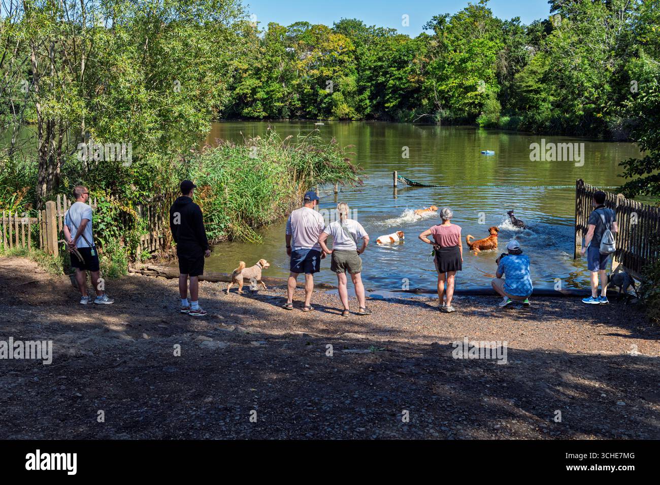 Gli escursionisti guardano i loro animali mentre nuotano a Hamptead Heath Foto Stock