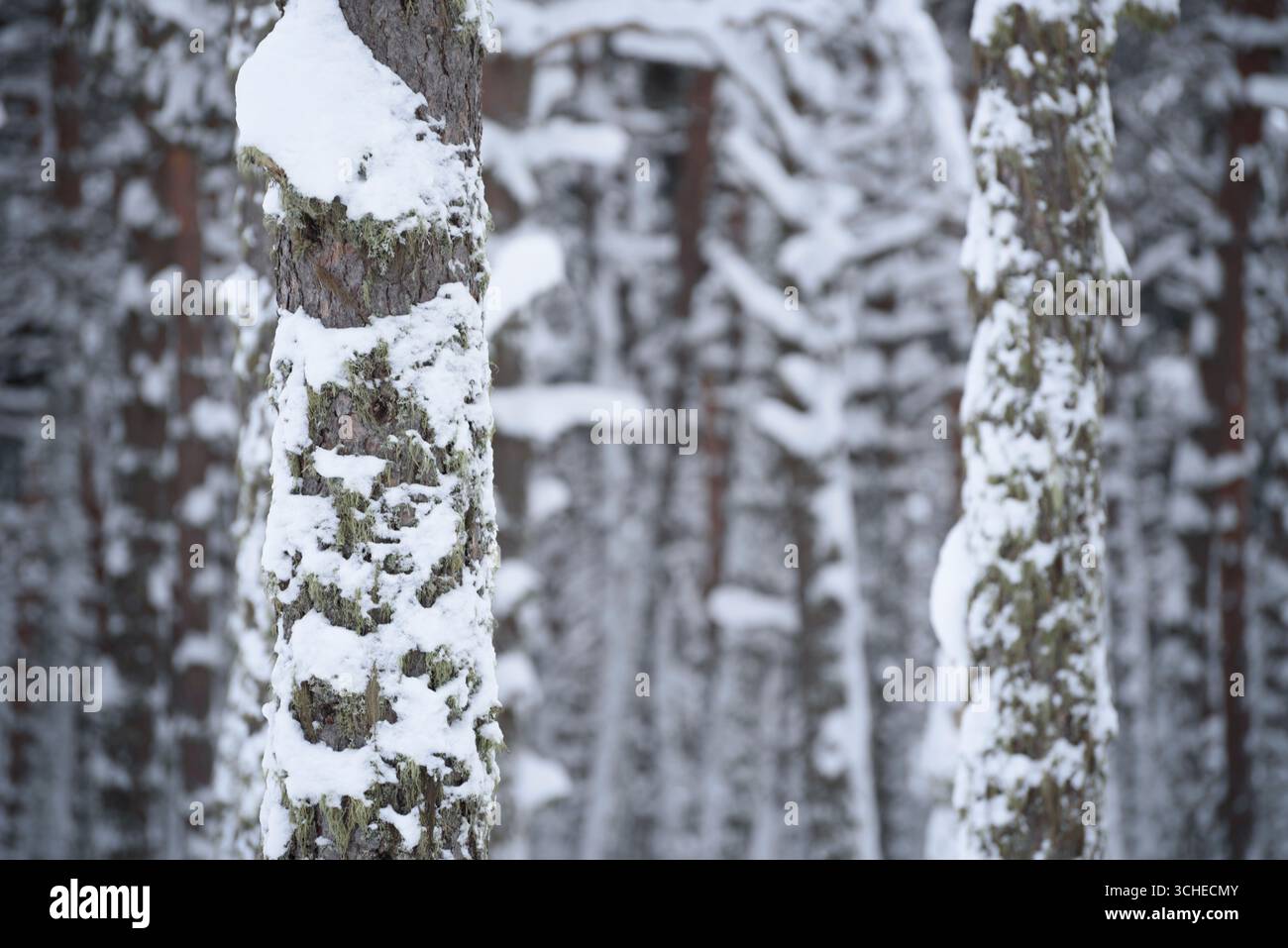 Foresta di Capcir, in inverno (Les Angles, Pyrénées Orientales, Francia) ESP: Bosque del Capcir, en invierno (Les Angles, Pyrénées Orientales, Francia) Foto Stock