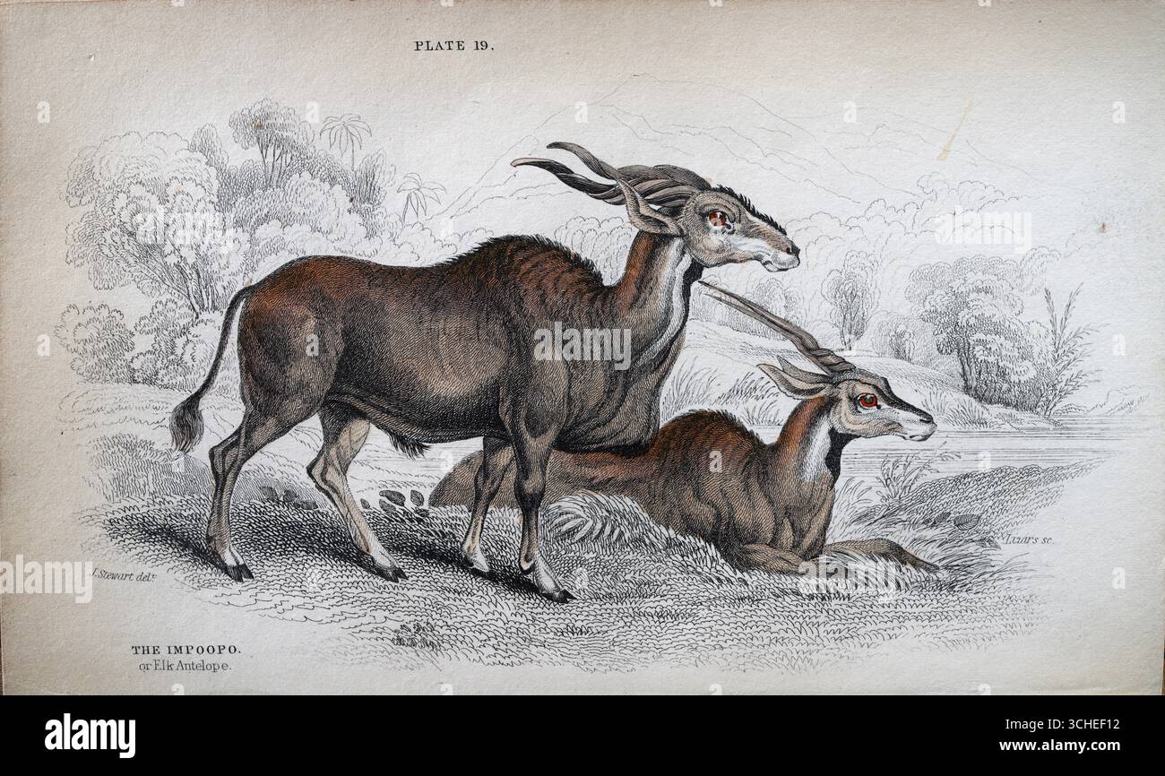 L'Impoopo o l'antilope dell'alce, stampa d'arte della fauna selvatica, XIX secolo Foto Stock