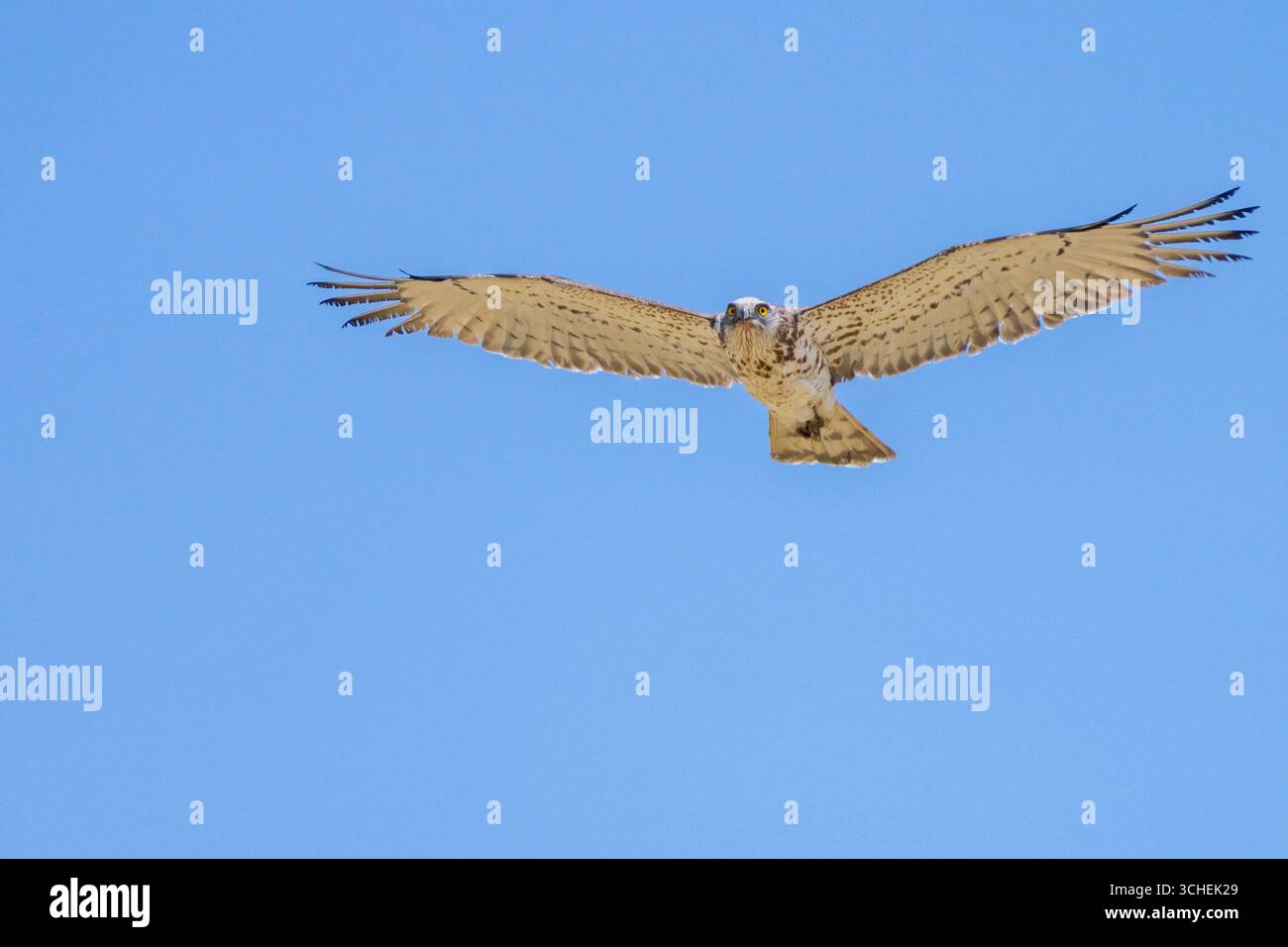 L'aquila di serpente a punta corta (Circaetus gallicus) si libra e vola nel cielo blu alla ricerca di prede a terra." Foto Stock