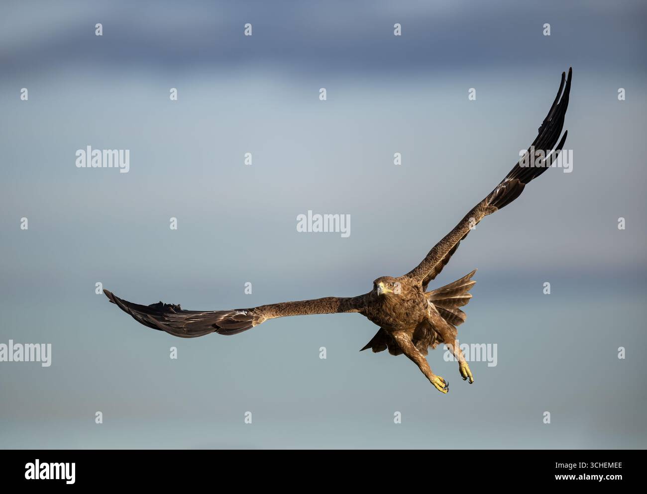 Un'aquila tenebrosa in volo - vola verso la telecamera - Masai Mara, Olare Motorogi Conservancy, Kenya Foto Stock
