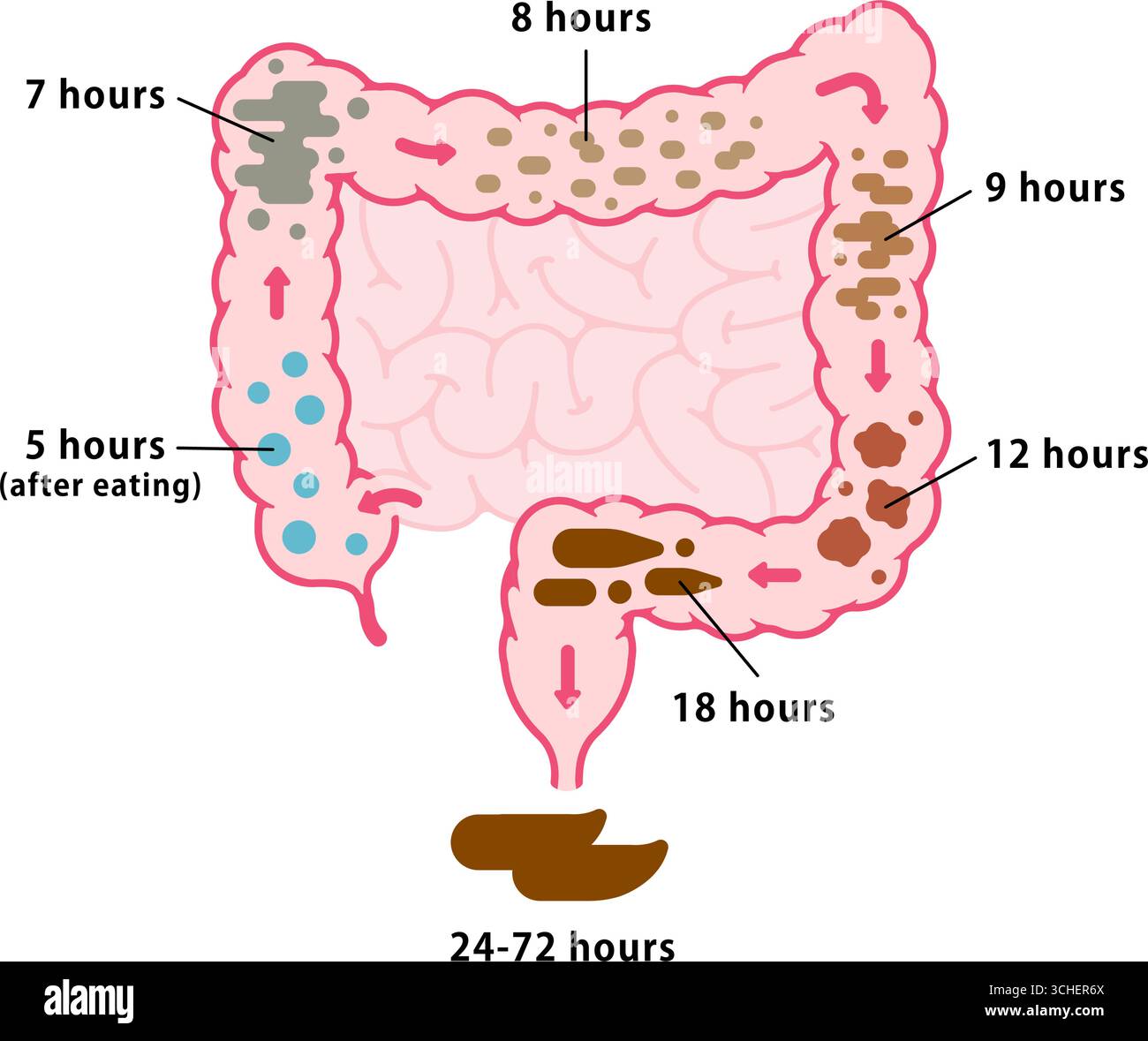 Il processo di formazione delle feci nell'intestino crasso Illustrazione Vettoriale