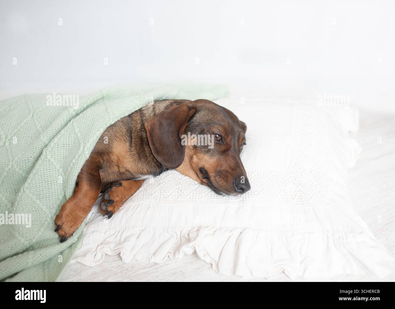 Un simpatico cane da dachshund riposa sotto una coperta bianca sul letto del proprietario del suo animale domestico. Foto Stock