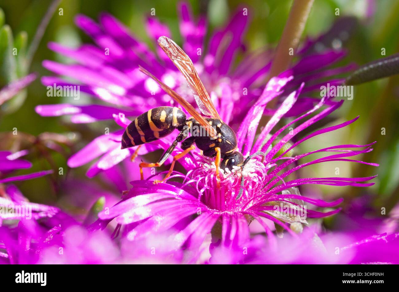 Italia, Lombardia, CartaWasp, Polistes Gallicus Gathering Pollen on Trailing Iceplant Flower Foto Stock
