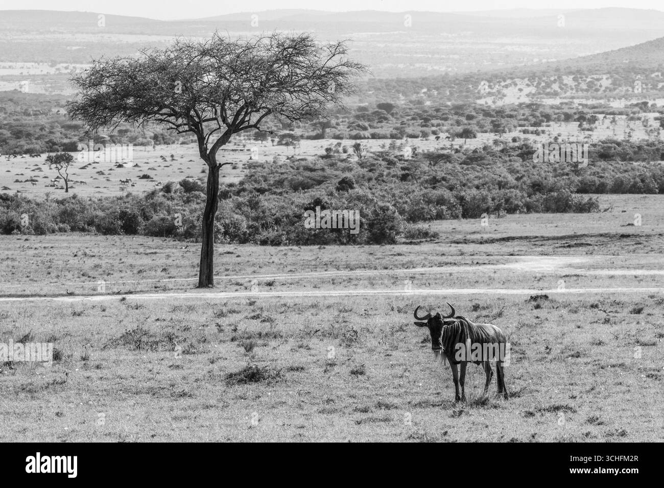Un GNU solitario nelle pianure della riserva nazionale Masai Mara Foto Stock