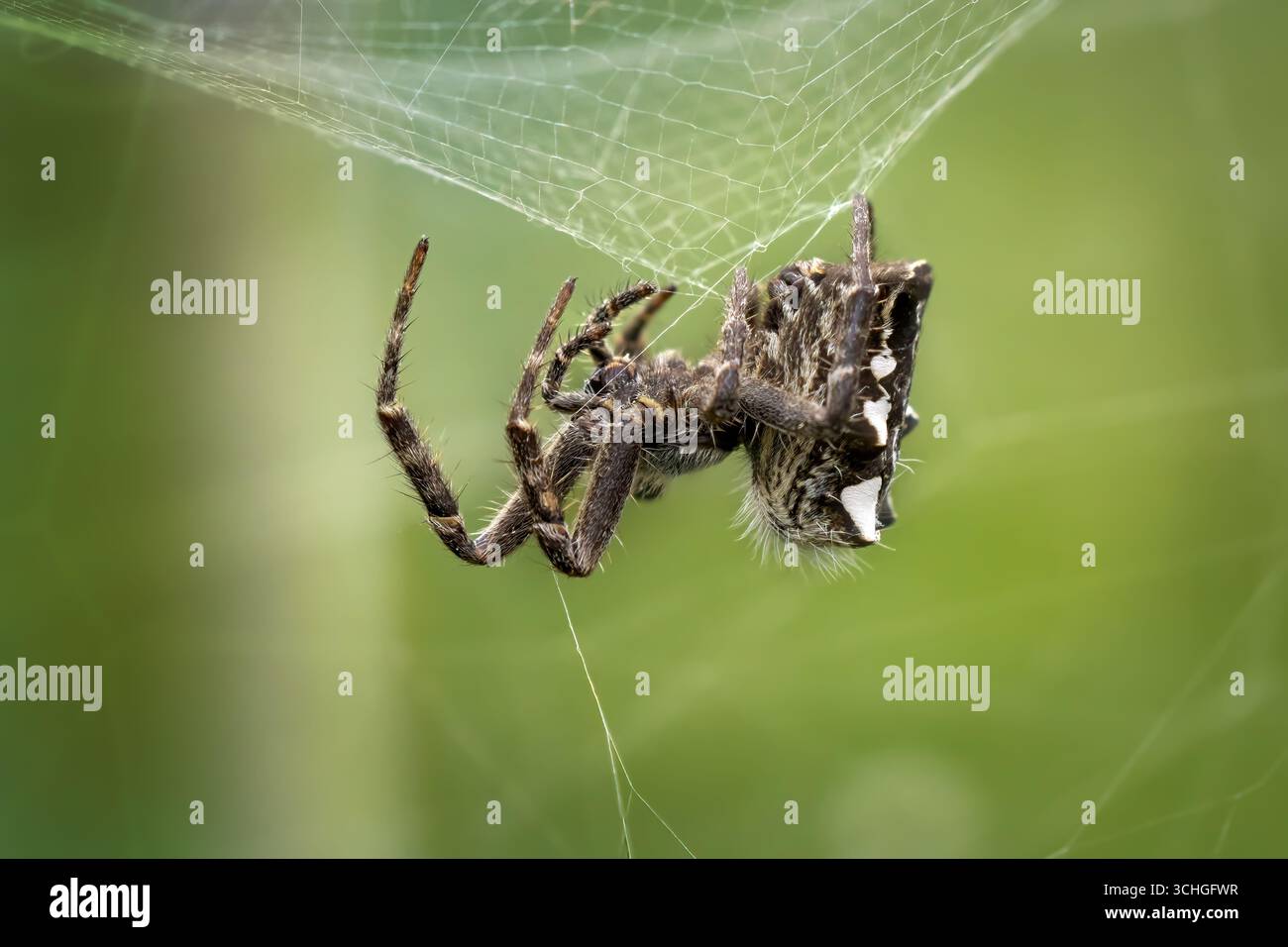 Tropical Tent-web Spider (Cyrtophora citricola) femmina che ripara un buco nella sua rete Foto Stock