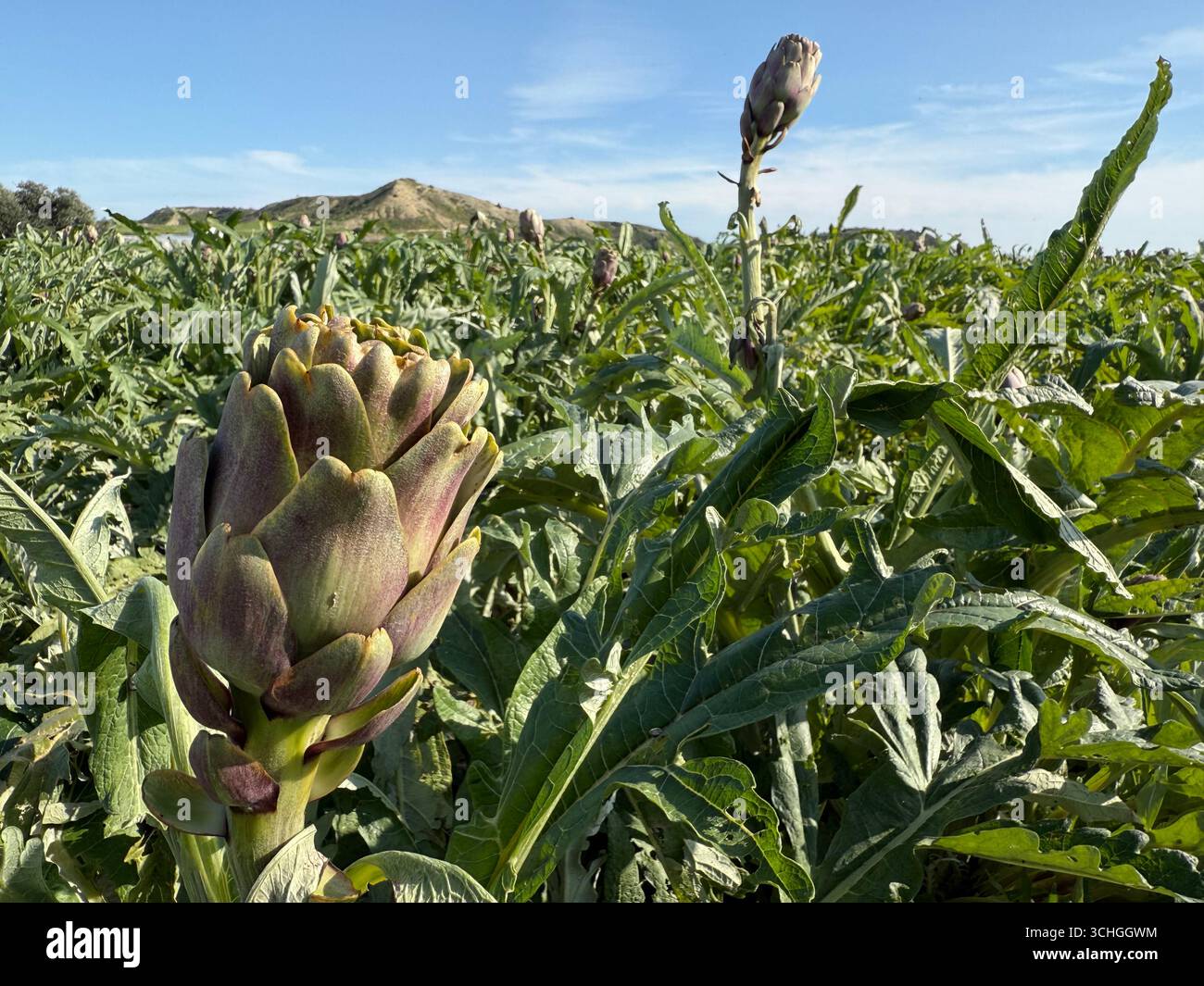 Campo agricolo piantato con carciofo. Agricoltura mediterranea. - Immagine stock catturata con smartphone
