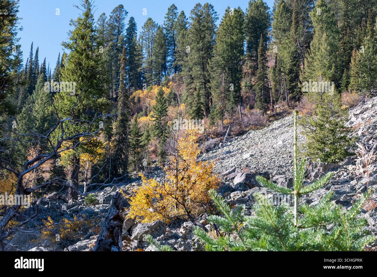 I pini sono sparsi attraverso una collina rocciosa nel Grand Teton National Park, Wyoming. Foto Stock
