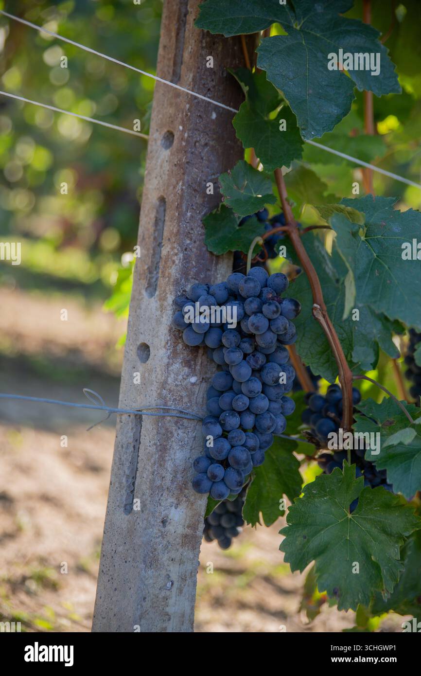 Un mazzo perfetto di uva da vino blu scuro appeso accanto a un palo di sostegno in cemento indurito in un vigneto piemontese. Il gruppo di uve mature mostra optim Foto Stock