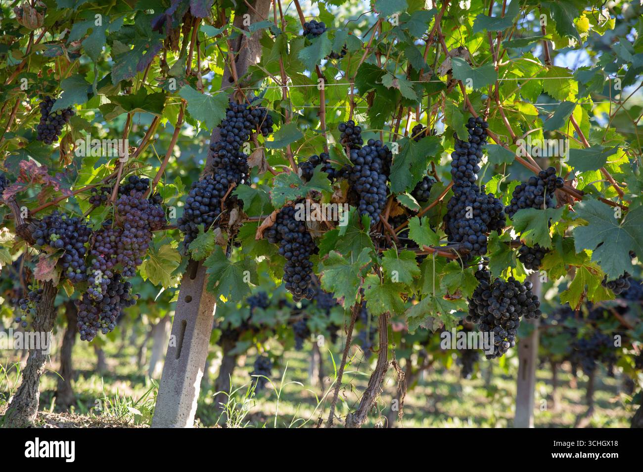 Spettacolare esposizione di numerosi grappoli maturi di uve da vino viola-nero appesi pesantemente a vigneti ben mantenuti in un vigneto piemontese di prima qualità. La e. Foto Stock