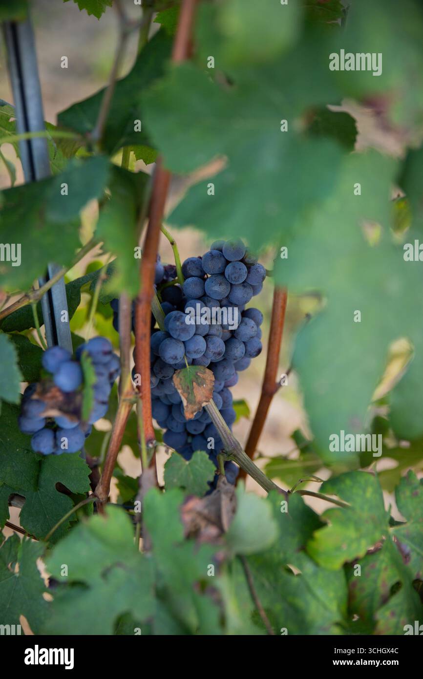 Primo piano artistico caratterizzato da uve da vino blu scuro perfettamente mature, con una messa a fuoco nitida su uno sfondo verde dei vigneti splendidamente sfocato. Il basso d Foto Stock