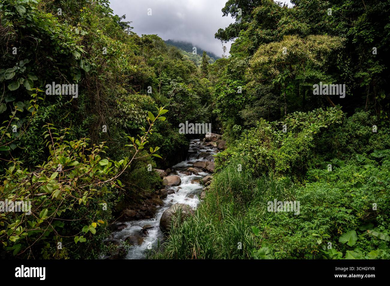 PERÉZ Zeledón, PROVINCIA DI SAN JOSÉ, COSTA RICA: Un fiume vicino alla riserva naturale di Cloudbridge, un paradiso per la fauna selvatica, la ricerca biologica e la conservazione. Foto Stock